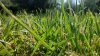 x_grass_wiui_wallpaper.jpg