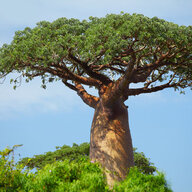 baobab