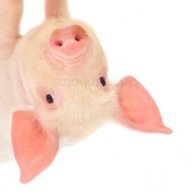 Cerdito04