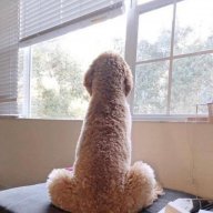PercyPicklePants