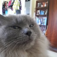 Defooster