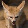 Fennec